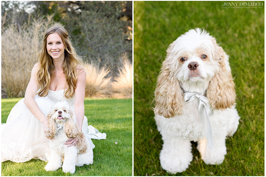 Left: A portrait of the bride with her dog. Right: A portrait of the bride's dog.