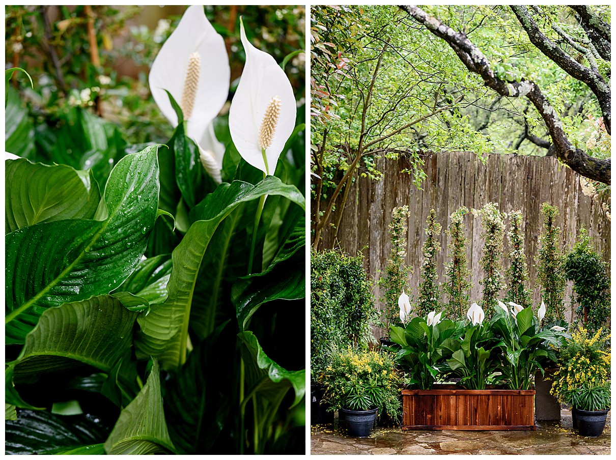 Backyard wedding with spring easter lilies. 