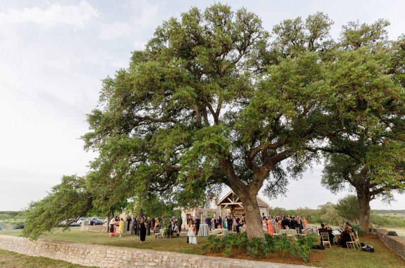 huge oak tree over cocktail hour