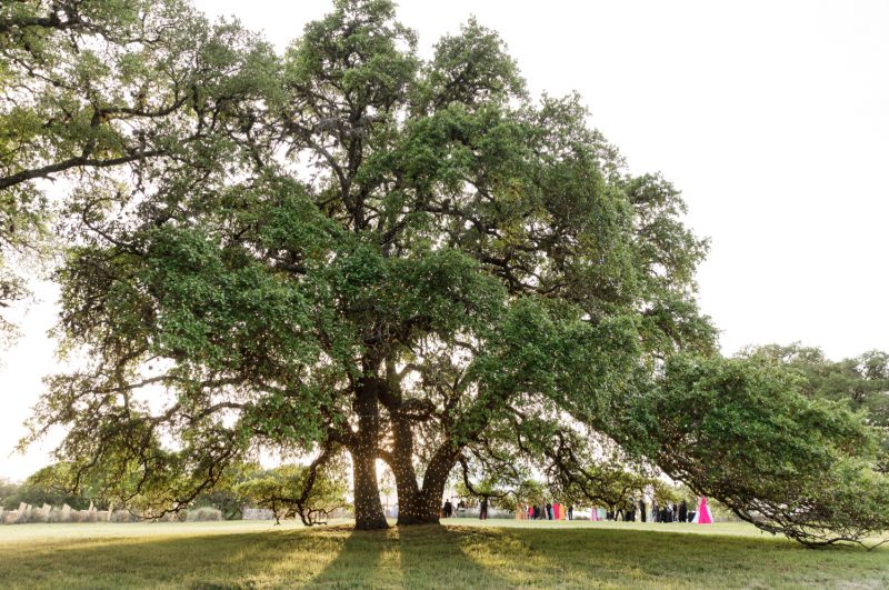 huge oak tree with lights on it