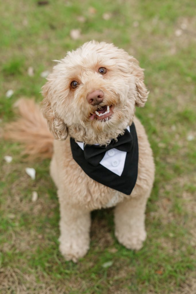 bride and groom's maltipoo wearing a tux