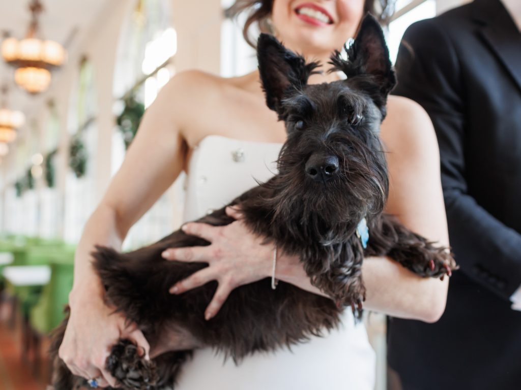 Bride holding her black Westie dog during wedding portraits at The St. Anthony Hotel