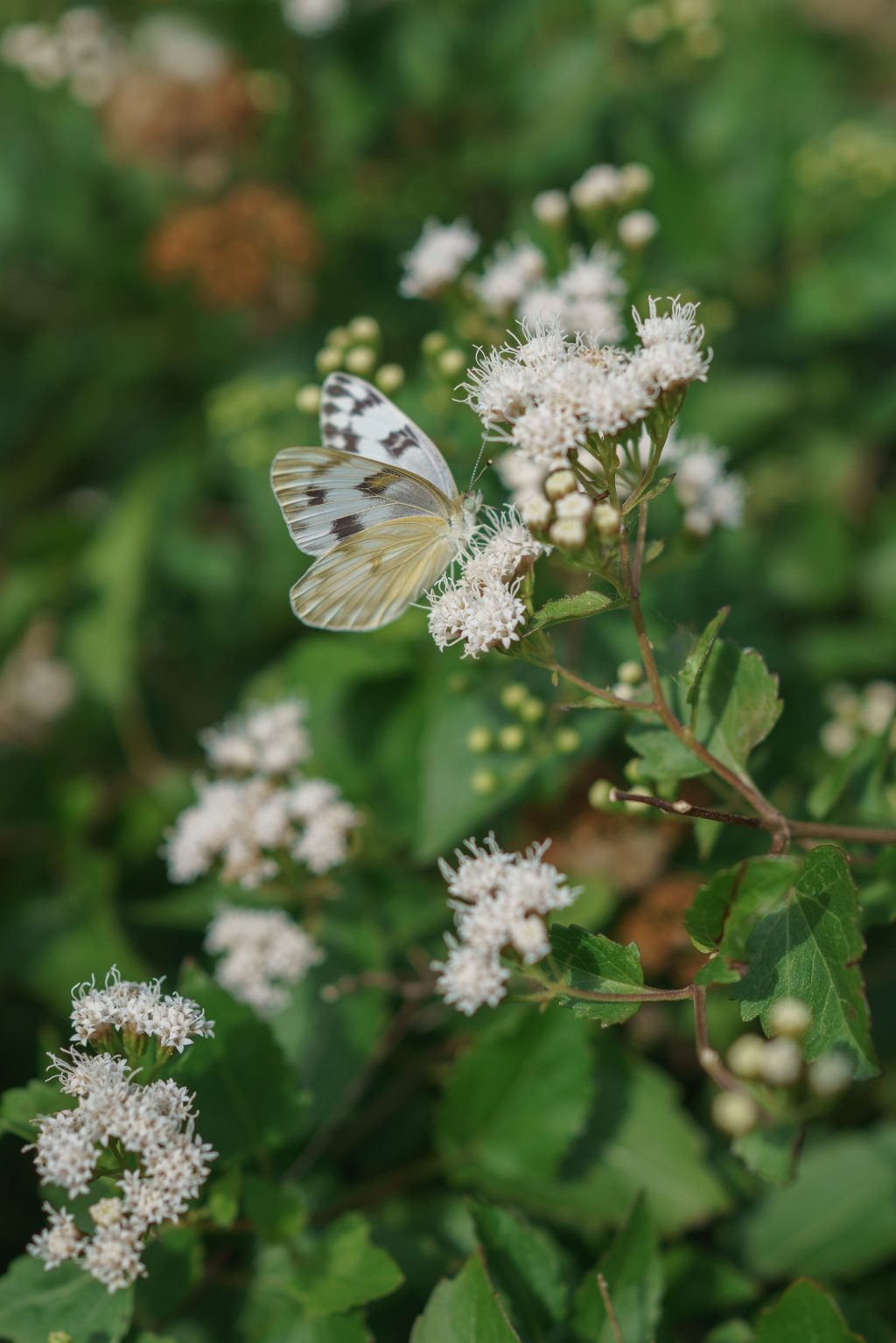 Delicate butterfly wedding detail displayed among white flowers and greenery